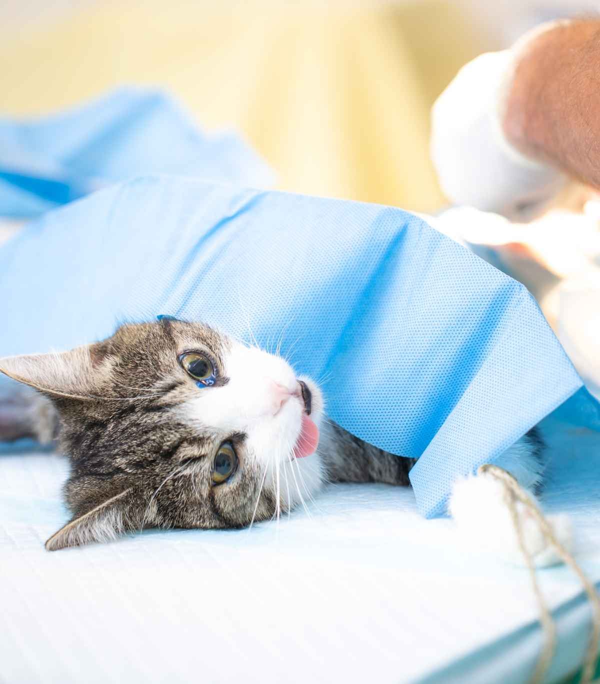 Pisică pregătită cu grijă pentru o intervenție veterinară