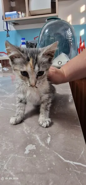 Josephine pe masa de consultație