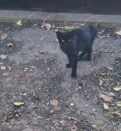 Kieran pe stradă, într-un cadru din videoclipul salvării