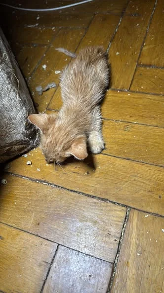 Puiul abandonat, înainte de internare