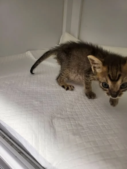 Wolt în timpul îngrijirii veterinare